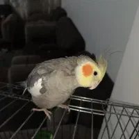 گمشده عروس هلندی