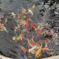 ماهی کوی کلکسیونی داخلی و وارداتی 10تا 75سانت