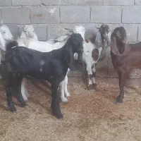 بز ۷ عدد نر بزورگ  جنس خوب