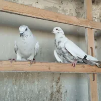 کفتر|پرنده|گلستان (تهران), |دیوار