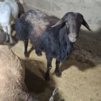 قوچ نژاد دار