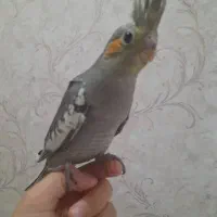 خرید و فروش پرنده طوطی کاسکو|پرنده|شیراز, زرهی|دیوار