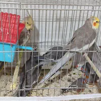 باسمنج خیابان ولیعصر جنب مسجد ولیعصر|ماهی|تبریز, |دیوار