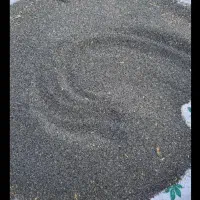 بهترین توم بذر گل