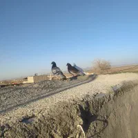 کفتر ی بوم هست بشنیج