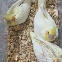 عروس هلندی نرمه خوروسرلاکی|پرنده|شیراز, شهرک رضوان|دیوار