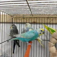 مرغ عشق ماده و نر جوجه و بالغ|پرنده|رشت, حمیدیان|دیوار