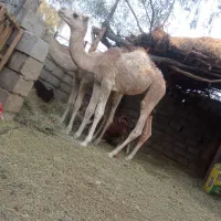 هاشی خوب برای داشتی