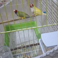 فنچ گلدین نروماده|پرنده|تکاب, |دیوار