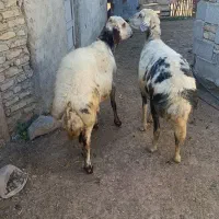 2راس میش آبستن پلنگی