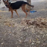 یه حیوون زرنگ و فهمیده زبون فهم|سگ|فریمان, |دیوار