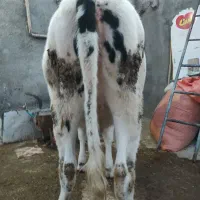 گاو  .گوساله  پروری بهترین خوراک گوشتی مال قصاب|حیوانات مزرعه|تبریز, |دیوار