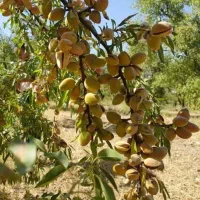 نهال بادام پربار و خوشه ای