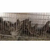 پرنده خاکی اوازخوان