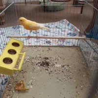 قناری ماده|پرنده|بیرجند, |دیوار