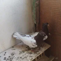 جفت کله سرخ