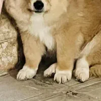 سگ پامر ماده