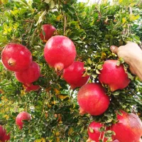 12تن انار رباب