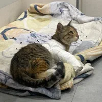 واگذاری گربه DSH|گربه|تهران, جمال‌زاده|دیوار