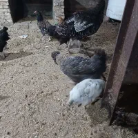 بوقلمون‌نرو‌ماده