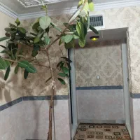 گل فیل گوش