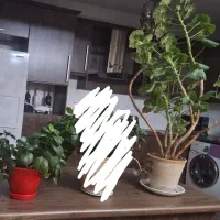 گلدان سرحال