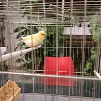 قناری گلاستر ماده|پرنده|کرج, فاز ۳ مهرشهر|دیوار