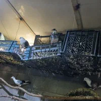 کفتر|پرنده|گتوند, |دیوار