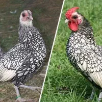 مرغ خروس فروشی سیرجان