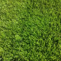 فروش چمن مصنوعی خارجی با کمترین قیمت|مصالح و تجهیزات ساختمان|تهران, ایران|دیوار