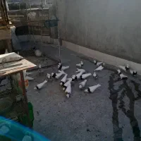 فروش کبوتر