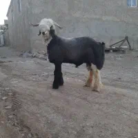 بره قوچی|حیوانات مزرعه|شیراز, بعثت|دیوار