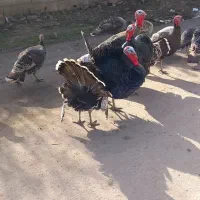 بقلمون نر وماده بزرگ|حیوانات مزرعه|گنبد کاووس, |دیوار