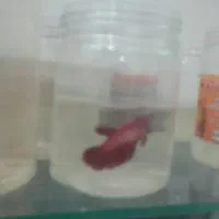 آکواریوم پمپ هوا تصفیه آب