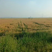 گندم برات بوجاری شده