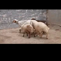 س راس میش زاییده بره هابزرگ