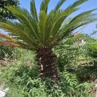 سیکاس ۱۵ ساله
