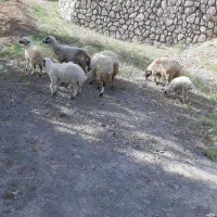 فروش میش جوان