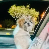 سگ شیتزو سوپر فلت|سگ|شهرضا, |دیوار