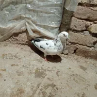 ۲عدد کفتر|پرنده|بشاریات, |دیوار