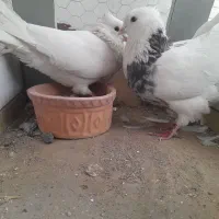 جفت طوقی تر هفت رنگ ماده خال قهوه ای..