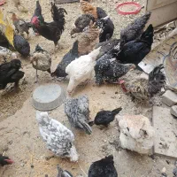 فروش خروس و مرغ رسمی