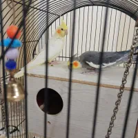 عروس هلندی مولد نر و ماده به شرط