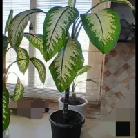 گل دیفن باخیا ۵۰ سانتی