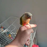 گرینچیک اناناسی|پرنده|فردیس, نگارستان|دیوار