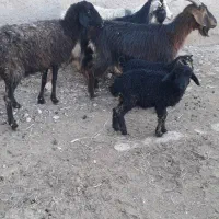 میش‌بره‌‌دار‌بزوبزغاله‌دار