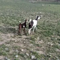 بز نجدی شیری