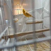 قناری نر اوپال قرص|پرنده|تهران, مینابی|دیوار