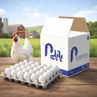 تولید و توزیع تخم‌مرغ / پاپُلی