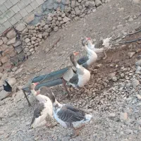 غاز مل مس تومدار